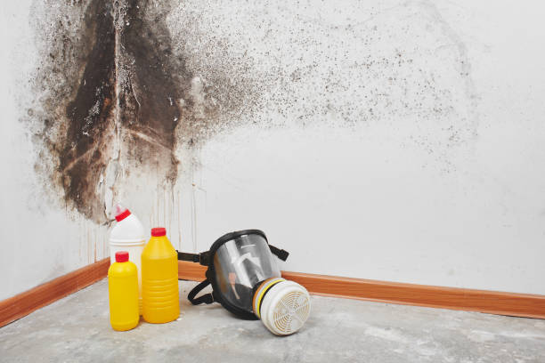 Professional Mold Remediation in Young Harris, GA