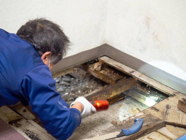 Best Black Mold Remediation in Young Harris, GA