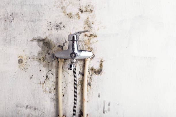 Best Commercial Mold Remediation in Young Harris, GA