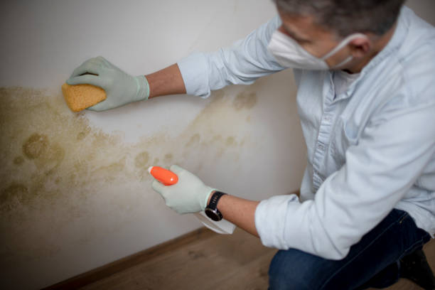 Best Kitchen Mold Remediation in Young Harris, GA