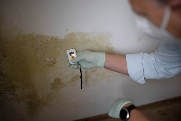 Best Mold Remediation for Schools in Young Harris, GA
