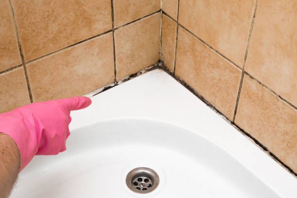 Best Post-Flood Mold Remediation in Young Harris, GA